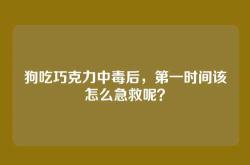 狗吃巧克力中毒后，第一时间该怎么急救呢？