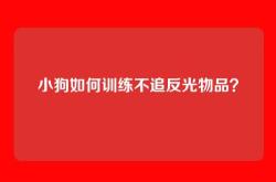 小狗如何训练不追反光物品？