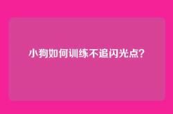 小狗如何训练不追闪光点？