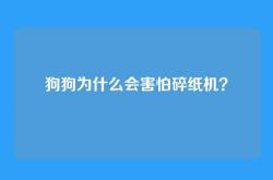 狗狗为什么会害怕碎纸机？