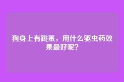 狗身上有跳蚤，用什么驱虫药效果最好呢？