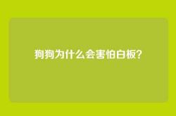 狗狗为什么会害怕白板？