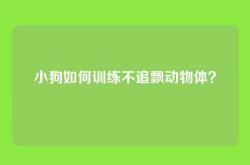 小狗如何训练不追飘动物体？