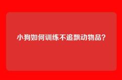 小狗如何训练不追飘动物品？