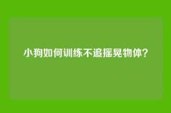 小狗如何训练不追摇晃物体？