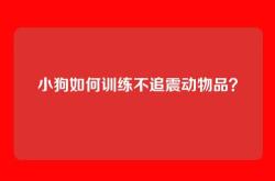 小狗如何训练不追震动物品？