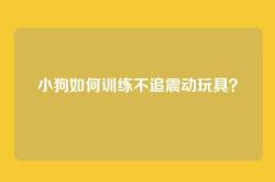 小狗如何训练不追震动玩具？