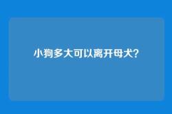 小狗多大可以离开母犬？