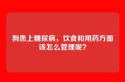 狗患上糖尿病，饮食和用药方面该怎么管理呢？