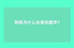 狗狗为什么会害怕雷声？
