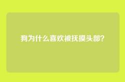 狗为什么喜欢被抚摸头部？