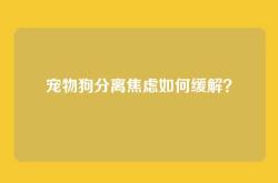 宠物狗分离焦虑如何缓解？