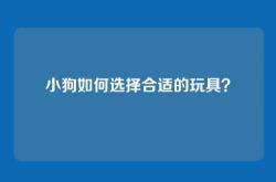 小狗如何选择合适的玩具？