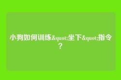 小狗如何训练"坐下"指令？