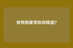 宠物狗夏季如何降温？