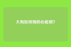 大狗如何预防心脏病？