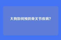 大狗如何预防骨关节疾病？