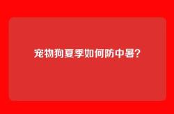 宠物狗夏季如何防中暑？