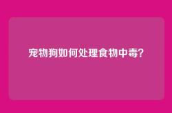 宠物狗如何处理食物中毒？