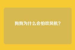 狗狗为什么会怕吹风机？