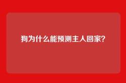 狗为什么能预测主人回家？