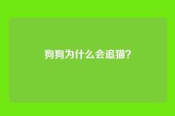 狗狗为什么会追猫？