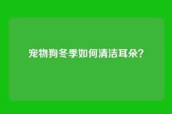 宠物狗冬季如何清洁耳朵？