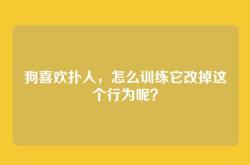 狗喜欢扑人，怎么训练它改掉这个行为呢？