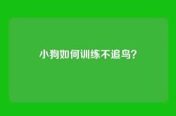 小狗如何训练不追鸟？