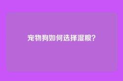 宠物狗如何选择湿粮？