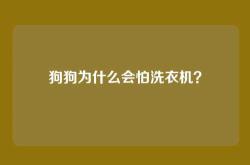 狗狗为什么会怕洗衣机？