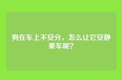 狗在车上不安分，怎么让它安静乘车呢？