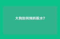 大狗如何预防脱水？
