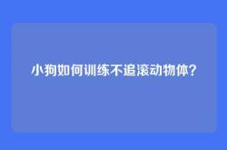 小狗如何训练不追滚动物体？