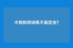 小狗如何训练不追昆虫？