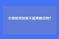 小狗如何训练不追两栖动物？
