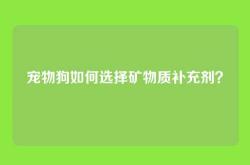 宠物狗如何选择矿物质补充剂？