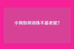 小狗如何训练不追老鼠？