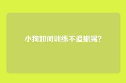 小狗如何训练不追蜥蜴？