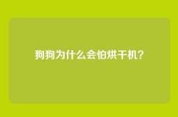 狗狗为什么会怕烘干机？