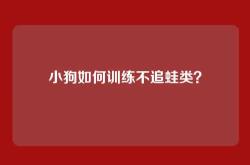 小狗如何训练不追蛙类？
