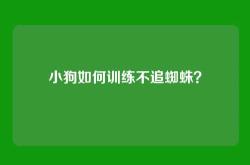 小狗如何训练不追蜘蛛？