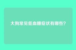大狗常见低血糖症状有哪些？