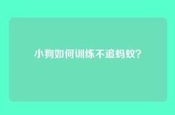 小狗如何训练不追蚂蚁？
