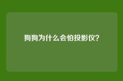 狗狗为什么会怕投影仪？