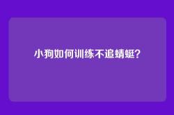 小狗如何训练不追蜻蜓？