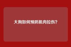 大狗如何预防肌肉拉伤？
