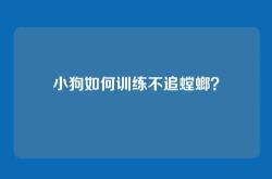 小狗如何训练不追螳螂？