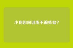 小狗如何训练不追蚱蜢？