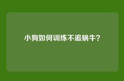 小狗如何训练不追蜗牛？